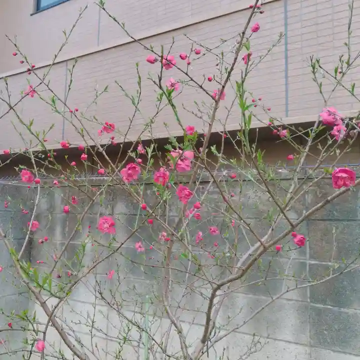 秋葉神社の{uncategorized: "未分類", other: "その他", undefined: "問題あり", building: "その他建物", grave: "お墓", sacred_gate: "鳥居", guardian: "狛犬", statue: "像", buddha: "仏像", history: "歴史", nature: "自然", garden: "庭園", animal: "動物", pagoda: "塔", temizu: "手水舎", mountain_gate: "山門・神門", sanctuary: "本殿・本堂", subordinate: "末社・摂社", art: "芸術", scenery: "景色", jizo: "地蔵", ema: "絵馬", goshuin: "御朱印", omikuji: "おみくじ", items: "授与品その他", amulet: "お守り", goshuincho: "御朱印帳", eats: "食事", festival: "お祭り", votive_dance: "神楽", shichigosan: "七五三参", wedding: "結婚式", experience: "体験その他", initially: "初詣", around: "周辺", anti_infection: "感染症対策"}