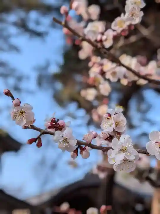 蓮華寺(東京都)