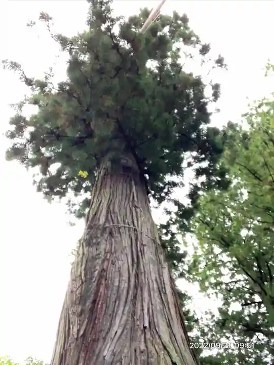 河口浅間神社(山梨県)