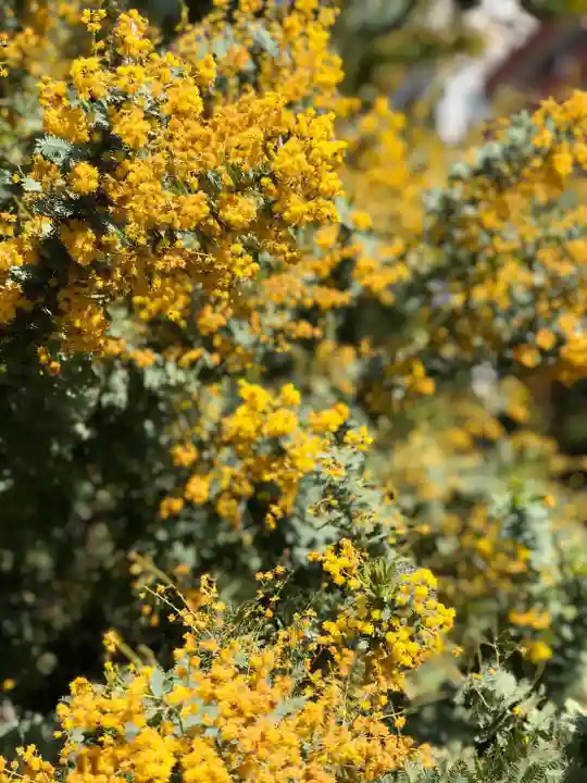 蔵前神社の自然