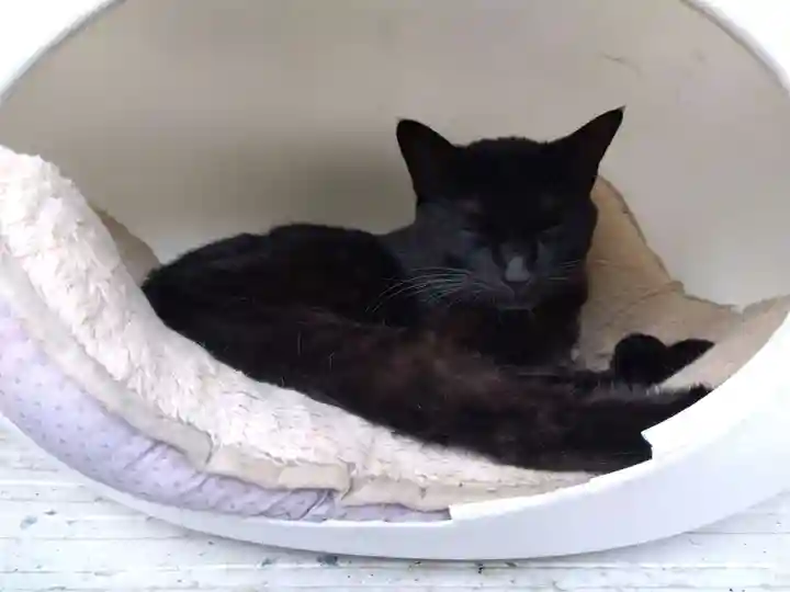 御誕生寺(猫寺)(福井県)