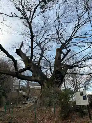御嶽神社の{uncategorized: "未分類", other: "その他", undefined: "問題あり", building: "その他建物", grave: "お墓", sacred_gate: "鳥居", guardian: "狛犬", statue: "像", buddha: "仏像", history: "歴史", nature: "自然", garden: "庭園", animal: "動物", pagoda: "塔", temizu: "手水舎", mountain_gate: "山門・神門", sanctuary: "本殿・本堂", subordinate: "末社・摂社", art: "芸術", scenery: "景色", jizo: "地蔵", ema: "絵馬", goshuin: "御朱印", omikuji: "おみくじ", items: "授与品その他", amulet: "お守り", goshuincho: "御朱印帳", eats: "食事", festival: "お祭り", votive_dance: "神楽", shichigosan: "七五三参", wedding: "結婚式", experience: "体験その他", initially: "初詣", around: "周辺", anti_infection: "感染症対策"}