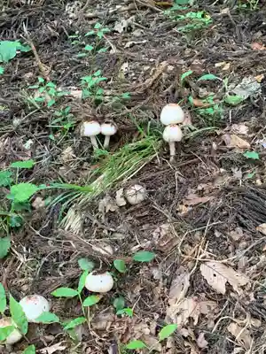 沼御前神社の自然