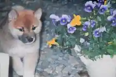 宝光寺の動物