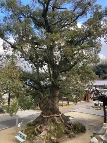 観音寺の{uncategorized: "未分類", other: "その他", undefined: "問題あり", building: "その他建物", grave: "お墓", sacred_gate: "鳥居", guardian: "狛犬", statue: "像", buddha: "仏像", history: "歴史", nature: "自然", garden: "庭園", animal: "動物", pagoda: "塔", temizu: "手水舎", mountain_gate: "山門・神門", sanctuary: "本殿・本堂", subordinate: "末社・摂社", art: "芸術", scenery: "景色", jizo: "地蔵", ema: "絵馬", goshuin: "御朱印", omikuji: "おみくじ", items: "授与品その他", amulet: "お守り", goshuincho: "御朱印帳", eats: "食事", festival: "お祭り", votive_dance: "神楽", shichigosan: "七五三参", wedding: "結婚式", experience: "体験その他", initially: "初詣", around: "周辺", anti_infection: "感染症対策"}