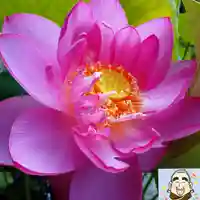 日蓮宗 総本山 塔頭 定林坊(じょうりんぼう)の自然