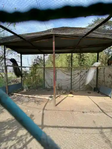 進雄神社の動物