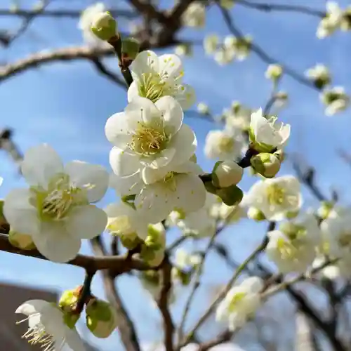 妙法寺(神奈川県)