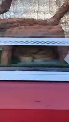 蛇窪神社(東京都)