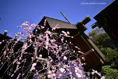 東京大神宮(東京都)