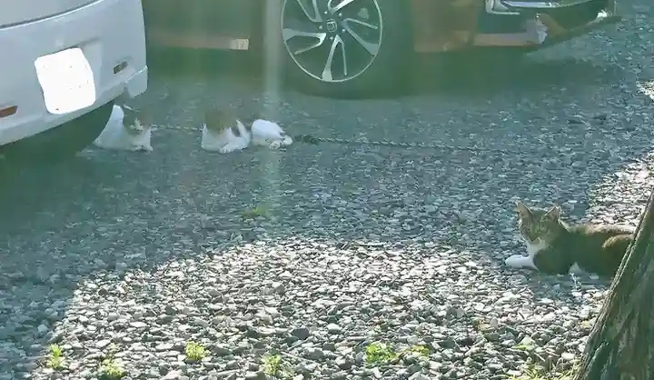 阿邪訶根神社の動物