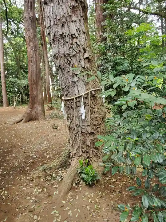 間々田八幡宮の自然