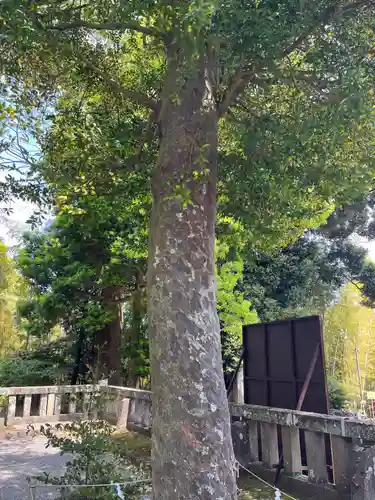 伊豆山神社の自然