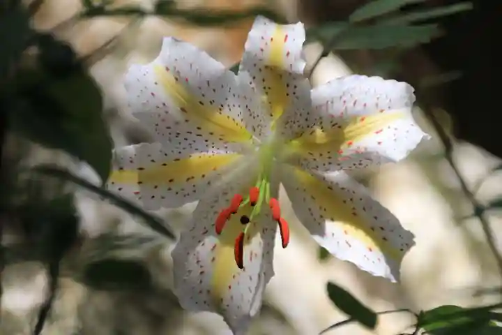 鹿島大神宮の自然