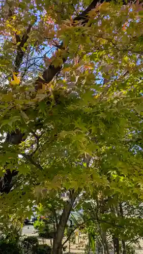 墨染寺（桜寺）(京都府)