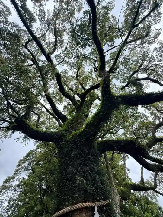 熊野那智大社の{uncategorized: "未分類", other: "その他", undefined: "問題あり", building: "その他建物", grave: "お墓", sacred_gate: "鳥居", guardian: "狛犬", statue: "像", buddha: "仏像", history: "歴史", nature: "自然", garden: "庭園", animal: "動物", pagoda: "塔", temizu: "手水舎", mountain_gate: "山門・神門", sanctuary: "本殿・本堂", subordinate: "末社・摂社", art: "芸術", scenery: "景色", jizo: "地蔵", ema: "絵馬", goshuin: "御朱印", omikuji: "おみくじ", items: "授与品その他", amulet: "お守り", goshuincho: "御朱印帳", eats: "食事", festival: "お祭り", votive_dance: "神楽", shichigosan: "七五三参", wedding: "結婚式", experience: "体験その他", initially: "初詣", around: "周辺", anti_infection: "感染症対策"}
