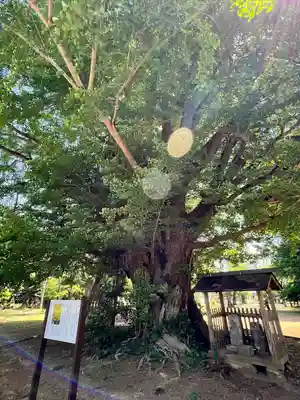 西蓮寺(茨城県)