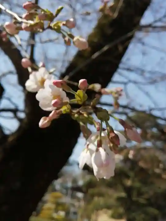伏木香取神社の自然