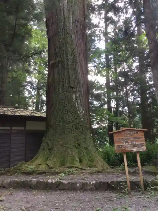 一宮神社の自然