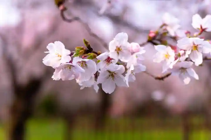 平野神社(京都府)