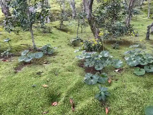 常寂光寺の庭園