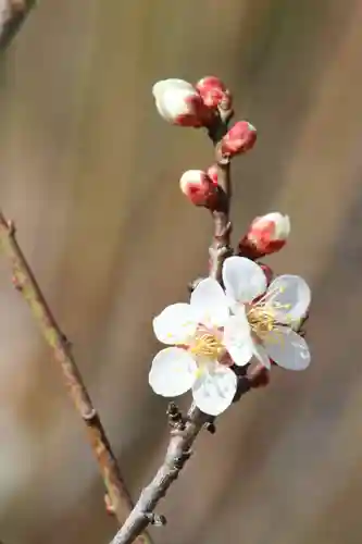 国宝 大法寺の自然