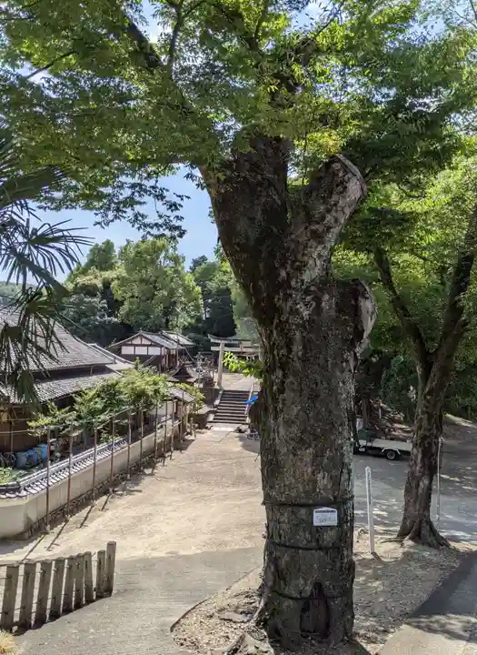 棚倉孫神社(京都府)