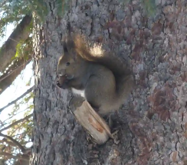 留辺蘂神社の動物