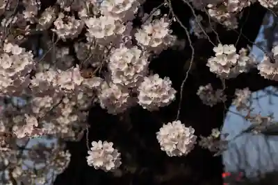 静御前堂の自然