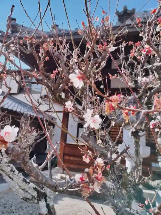 西方寺の{uncategorized: "未分類", other: "その他", undefined: "問題あり", building: "その他建物", grave: "お墓", sacred_gate: "鳥居", guardian: "狛犬", statue: "像", buddha: "仏像", history: "歴史", nature: "自然", garden: "庭園", animal: "動物", pagoda: "塔", temizu: "手水舎", mountain_gate: "山門・神門", sanctuary: "本殿・本堂", subordinate: "末社・摂社", art: "芸術", scenery: "景色", jizo: "地蔵", ema: "絵馬", goshuin: "御朱印", omikuji: "おみくじ", items: "授与品その他", amulet: "お守り", goshuincho: "御朱印帳", eats: "食事", festival: "お祭り", votive_dance: "神楽", shichigosan: "七五三参", wedding: "結婚式", experience: "体験その他", initially: "初詣", around: "周辺", anti_infection: "感染症対策"}