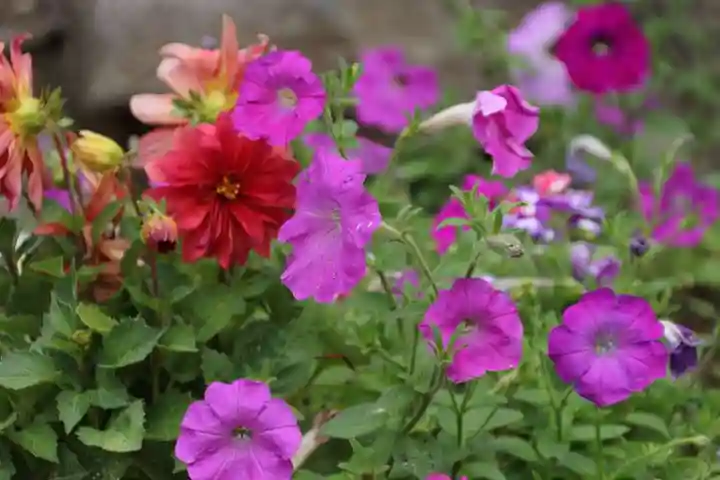大鏑神社の庭園