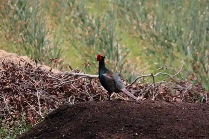 長屋神社の自然