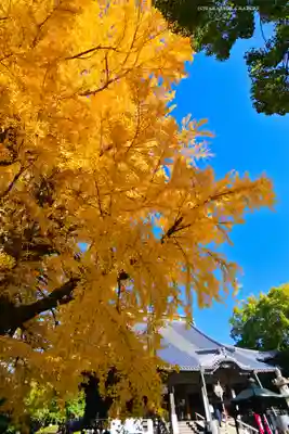 鑁阿寺(栃木県)