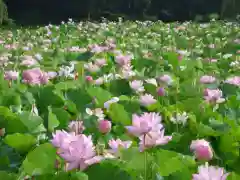 長谷寺(古河長谷観音)(茨城県)