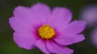 般若寺 ❁﻿コスモス寺❁(奈良県)