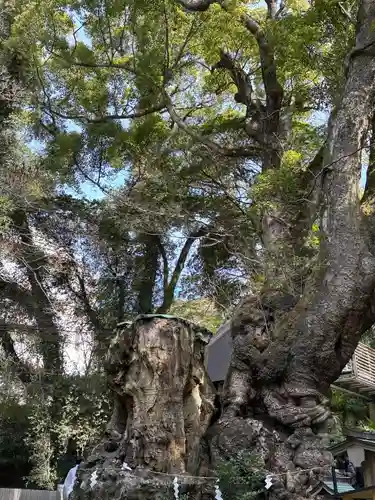 來宮神社(静岡県)