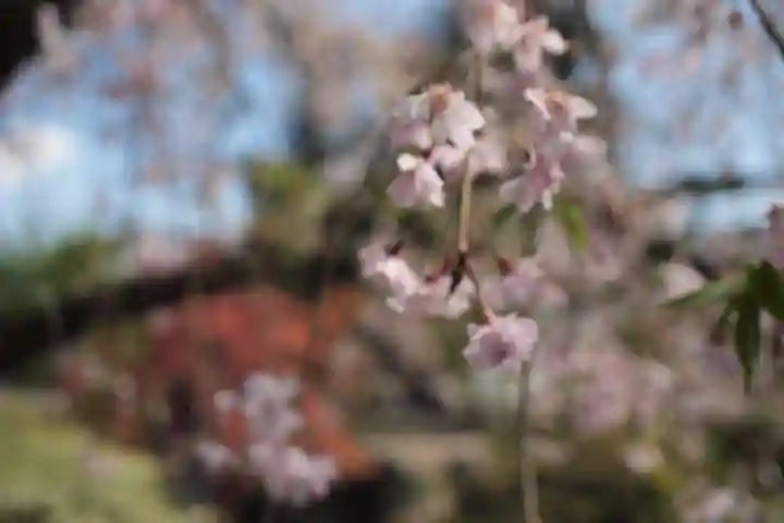 山梨岡神社の自然