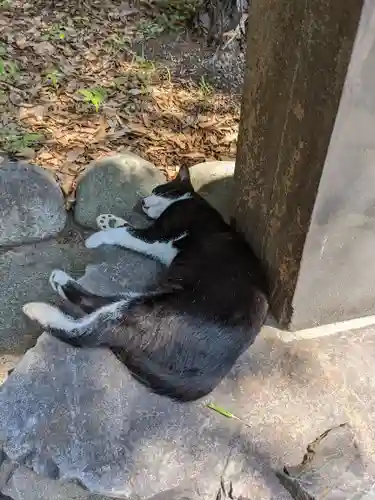 八幡社（柏井町）の動物