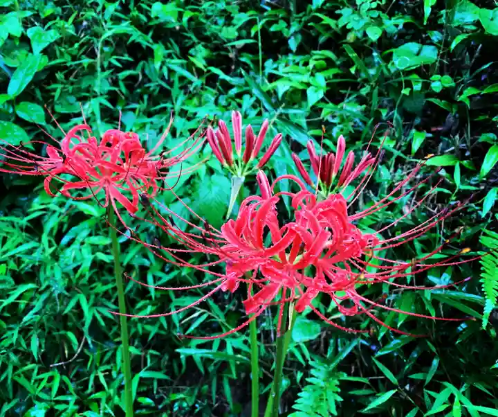 普門寺(切り絵御朱印発祥の寺)(愛知県)