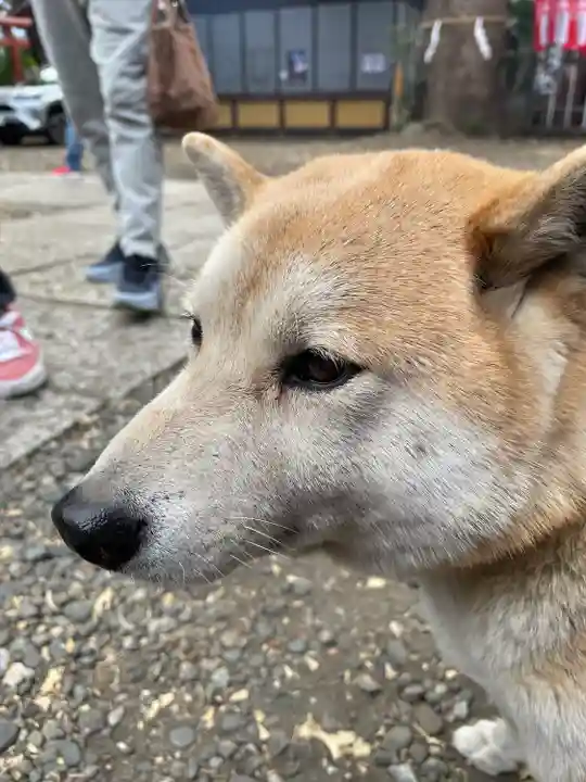 笠䅣稲荷神社(神奈川県)