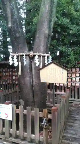 琴崎八幡宮の自然