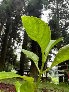 大宮温泉神社(栃木県)(2023年07月09日(日) 09時46分26秒投稿)