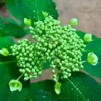 滑川神社 - 仕事と子どもの守り神の自然