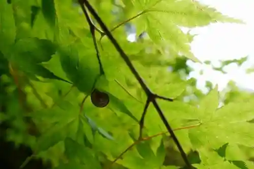 岡寺（龍蓋寺）の動物