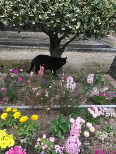 専修坊の動物