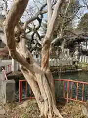 人丸神社の自然