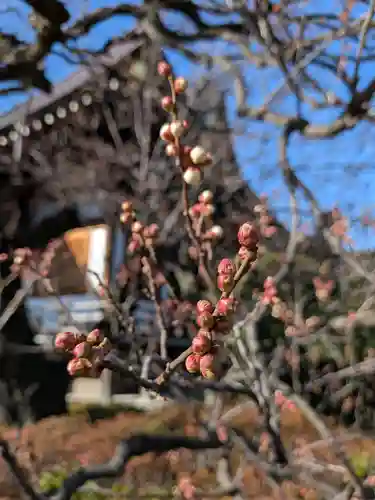 福蔵院(東京都)
