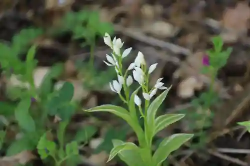滑川神社 - 仕事と子どもの守り神の自然
