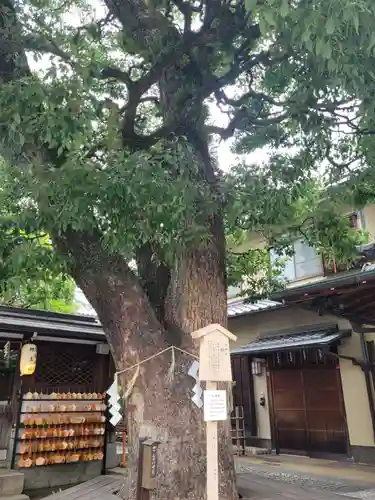 晴明神社の自然