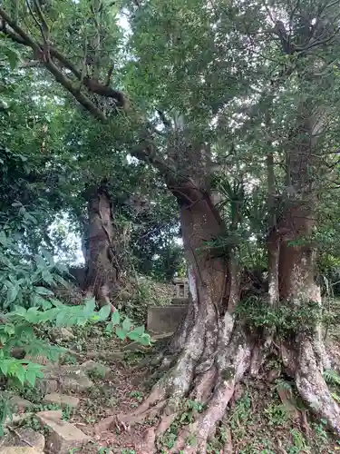 八幡神社の自然